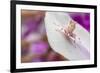 Malaysian Orchid Mantis (Hymenopus Coronatus) Pink Colour Morph, Camouflaged On An Orchid-Alex Hyde-Framed Photographic Print