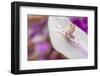 Malaysian Orchid Mantis (Hymenopus Coronatus) Pink Colour Morph, Camouflaged On An Orchid-Alex Hyde-Framed Photographic Print