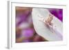 Malaysian Orchid Mantis (Hymenopus Coronatus) Pink Colour Morph, Camouflaged On An Orchid-Alex Hyde-Framed Photographic Print