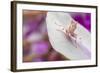 Malaysian Orchid Mantis (Hymenopus Coronatus) Pink Colour Morph, Camouflaged On An Orchid-Alex Hyde-Framed Photographic Print