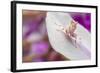 Malaysian Orchid Mantis (Hymenopus Coronatus) Pink Colour Morph, Camouflaged On An Orchid-Alex Hyde-Framed Photographic Print