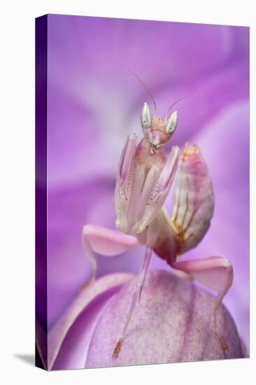 Malaysian Orchid Mantis (Hymenopus Coronatus) Pink Colour Morph, Camouflaged On An Orchid-Alex Hyde-Stretched Canvas