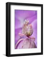 Malaysian Orchid Mantis (Hymenopus Coronatus) Pink Colour Morph, Camouflaged On An Orchid-Alex Hyde-Framed Photographic Print