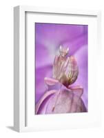 Malaysian Orchid Mantis (Hymenopus Coronatus) Pink Colour Morph, Camouflaged On An Orchid-Alex Hyde-Framed Photographic Print