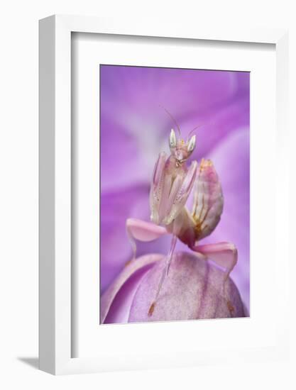 Malaysian Orchid Mantis (Hymenopus Coronatus) Pink Colour Morph, Camouflaged On An Orchid-Alex Hyde-Framed Photographic Print