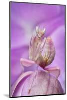 Malaysian Orchid Mantis (Hymenopus Coronatus) Pink Colour Morph, Camouflaged On An Orchid-Alex Hyde-Mounted Photographic Print