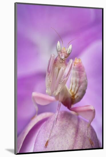 Malaysian Orchid Mantis (Hymenopus Coronatus) Pink Colour Morph, Camouflaged On An Orchid-Alex Hyde-Mounted Photographic Print