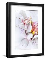 Malaysian Orchid Mantis (Hymenopus Coronatus) White Colour Morph Camouflaged On An Orchid-Alex Hyde-Framed Photographic Print