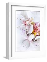 Malaysian Orchid Mantis (Hymenopus Coronatus) White Colour Morph Camouflaged On An Orchid-Alex Hyde-Framed Photographic Print