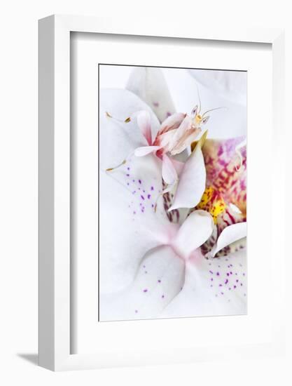 Malaysian Orchid Mantis (Hymenopus Coronatus) White Colour Morph Camouflaged On An Orchid-Alex Hyde-Framed Photographic Print