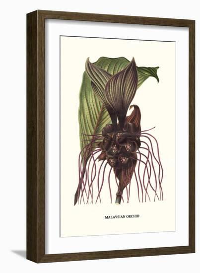 Malaysian Orchid-Louis Van Houtte-Framed Art Print