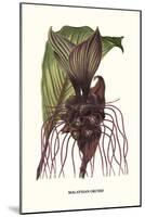 Malaysian Orchid-Louis Van Houtte-Mounted Art Print