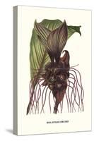 Malaysian Orchid-Louis Van Houtte-Stretched Canvas