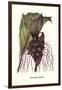 Malaysian Orchid-Louis Van Houtte-Framed Art Print