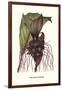 Malaysian Orchid-Louis Van Houtte-Framed Art Print