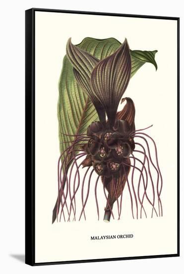 Malaysian Orchid-Louis Van Houtte-Framed Stretched Canvas