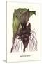 Malaysian Orchid-Louis Van Houtte-Stretched Canvas