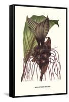 Malaysian Orchid-Louis Van Houtte-Framed Stretched Canvas