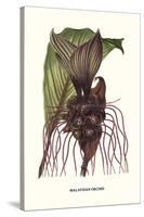 Malaysian Orchid-Louis Van Houtte-Stretched Canvas