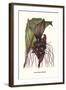 Malaysian Orchid-Louis Van Houtte-Framed Art Print