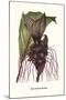 Malaysian Orchid-Louis Van Houtte-Mounted Art Print