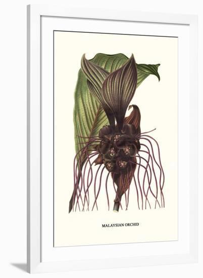 Malaysian Orchid-Louis Van Houtte-Framed Art Print