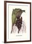 Malaysian Orchid-Louis Van Houtte-Framed Art Print