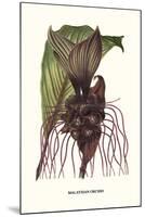 Malaysian Orchid-Louis Van Houtte-Mounted Art Print