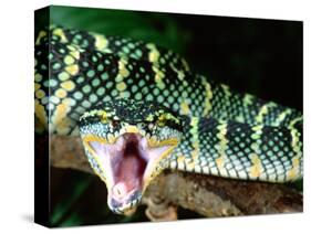 Malaysian Temple Viper, Native to Malaysia and Indonesia-David Northcott-Stretched Canvas