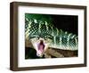 Malaysian Temple Viper, Native to Malaysia and Indonesia-David Northcott-Framed Photographic Print