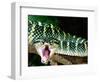 Malaysian Temple Viper, Native to Malaysia and Indonesia-David Northcott-Framed Photographic Print