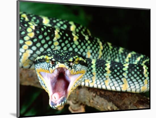 Malaysian Temple Viper, Native to Malaysia and Indonesia-David Northcott-Mounted Photographic Print