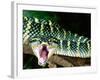 Malaysian Temple Viper, Native to Malaysia and Indonesia-David Northcott-Framed Photographic Print