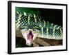 Malaysian Temple Viper, Native to Malaysia and Indonesia-David Northcott-Framed Photographic Print