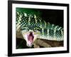 Malaysian Temple Viper, Native to Malaysia and Indonesia-David Northcott-Framed Photographic Print