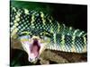 Malaysian Temple Viper, Native to Malaysia and Indonesia-David Northcott-Stretched Canvas