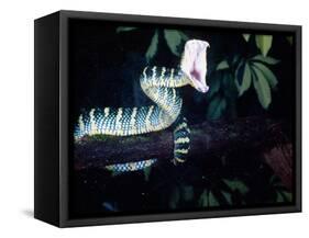 Malaysian Temple Viper Striking-David Northcott-Framed Stretched Canvas