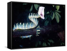 Malaysian Temple Viper Striking-David Northcott-Framed Stretched Canvas