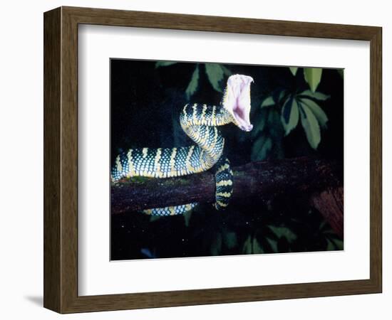 Malaysian Temple Viper Striking-David Northcott-Framed Photographic Print