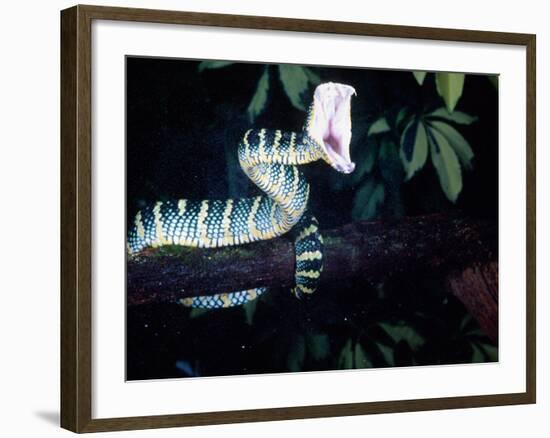 Malaysian Temple Viper Striking-David Northcott-Framed Photographic Print