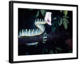 Malaysian Temple Viper Striking-David Northcott-Framed Photographic Print