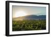 Malbec vineyards at the foot of the Andes in the Uco Valley near Mendoza, Argentina, South America-Alex Treadway-Framed Photographic Print