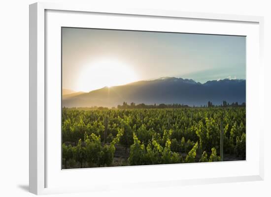 Malbec vineyards at the foot of the Andes in the Uco Valley near Mendoza, Argentina, South America-Alex Treadway-Framed Photographic Print