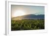 Malbec vineyards at the foot of the Andes in the Uco Valley near Mendoza, Argentina, South America-Alex Treadway-Framed Photographic Print