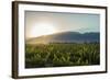 Malbec vineyards at the foot of the Andes in the Uco Valley near Mendoza, Argentina, South America-Alex Treadway-Framed Photographic Print