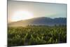 Malbec vineyards at the foot of the Andes in the Uco Valley near Mendoza, Argentina, South America-Alex Treadway-Mounted Photographic Print