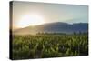 Malbec vineyards at the foot of the Andes in the Uco Valley near Mendoza, Argentina, South America-Alex Treadway-Stretched Canvas