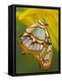 Malchite Butterfly on Petal of Yellow Asiatic Lily-Darrell Gulin-Framed Stretched Canvas