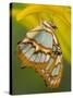 Malchite Butterfly on Petal of Yellow Asiatic Lily-Darrell Gulin-Stretched Canvas