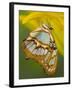 Malchite Butterfly on Petal of Yellow Asiatic Lily-Darrell Gulin-Framed Photographic Print